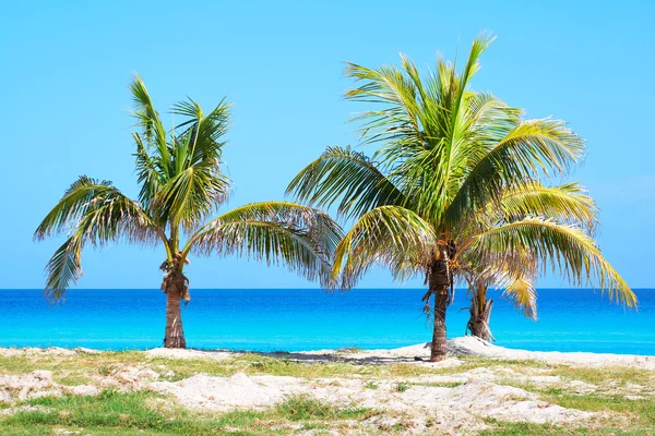 Palm trees in a sandy beach — Stock Photo, Image