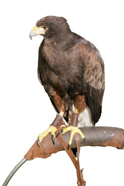 Hawk isolated on white clipart