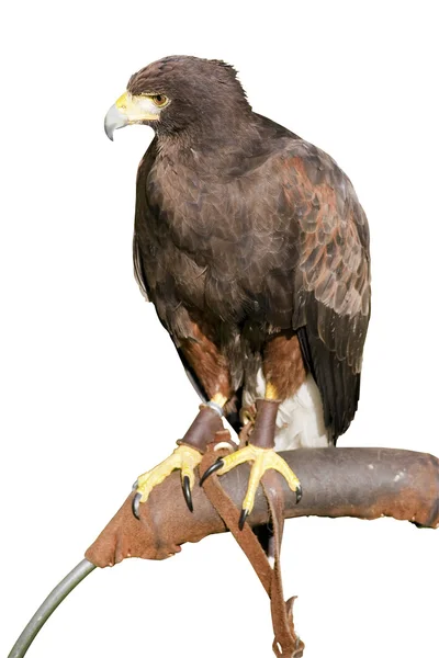 Hawk isolated on white — Stock Photo, Image