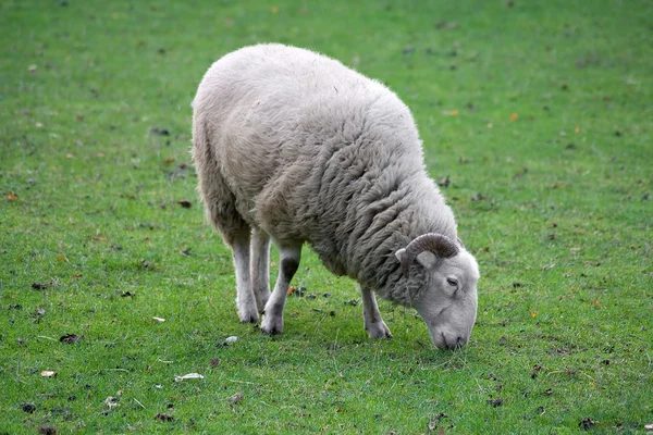 Ram grazing in a green grass field — Stock Photo, Image