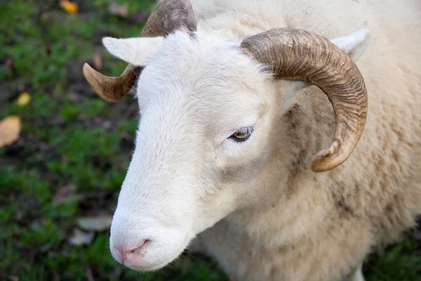 Vista de cerca de un carnero —  Fotos de Stock