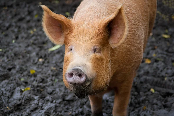 stock image Brown pig looking at the camera