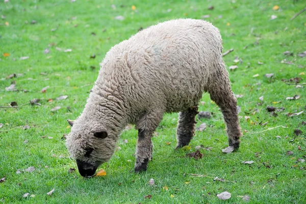 Černý čelila ovce v zelené louky — Stock fotografie