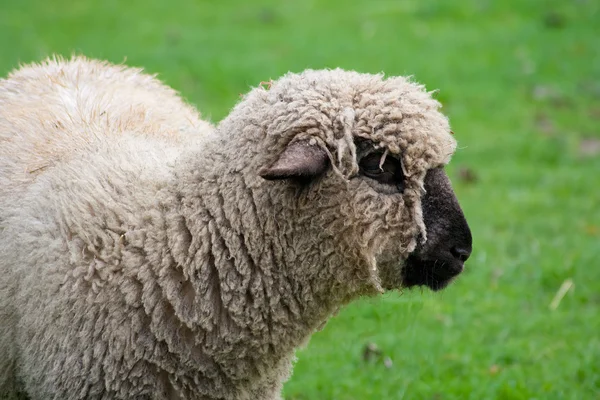 Черные овцы на зеленом травяном поле — стоковое фото