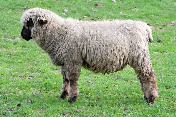 Černý čelila ovce v zelené louky — Stock fotografie