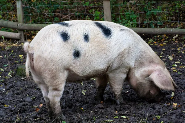 Huge pig eating in a muddy field — Stock Photo, Image
