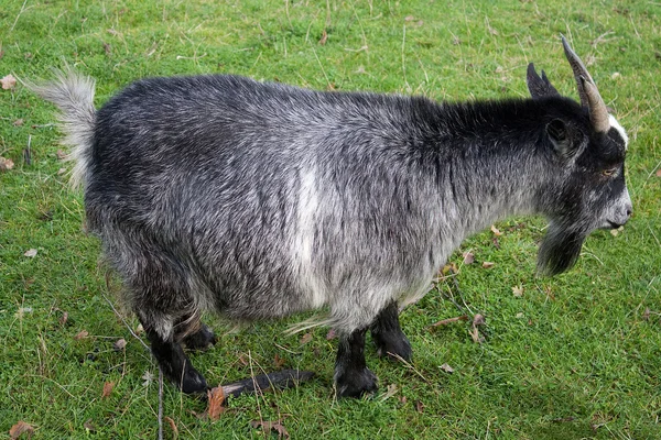 Старая коза стоит на зеленом травяном поле — стоковое фото