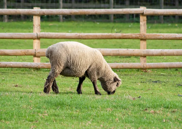 Черные овцы на зеленом травяном поле — стоковое фото