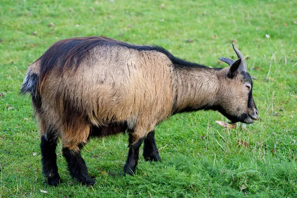 Old goat standing in a green grass field — Stock Photo, Image