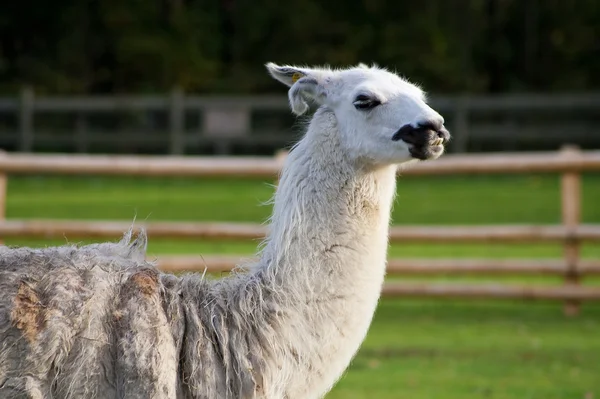 Zuid-Amerikaanse lama in een farm — Stockfoto