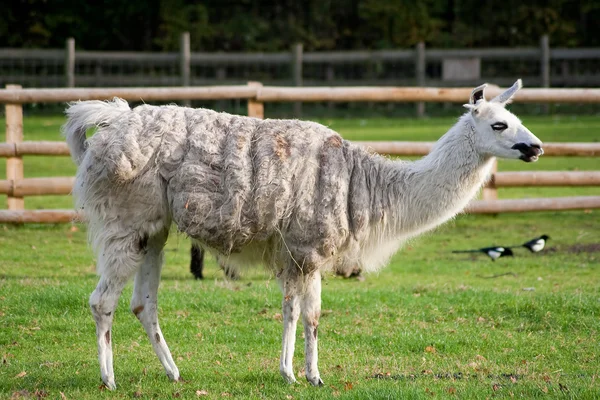 Лама стоит на травянистой ферме — стоковое фото