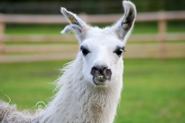 Close-up op het hoofd van een Zuid-Amerikaanse lama — Stockfoto