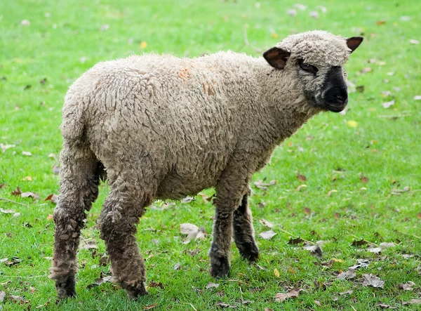 Μαύρα πρόβατα που αντιμετωπίζουν — Φωτογραφία Αρχείου