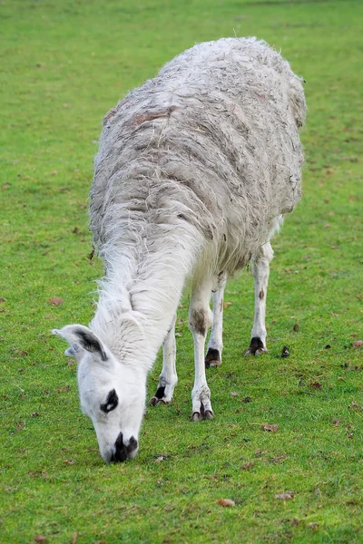 Южноамериканский лама на ферме — стоковое фото