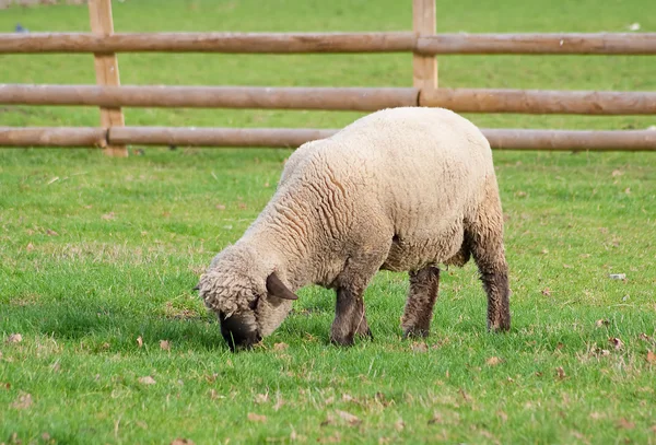 Preto enfrentou ovelhas em um campo de grama verde — Fotografia de Stock