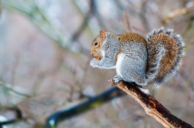 Squirrel eating an acorn clipart