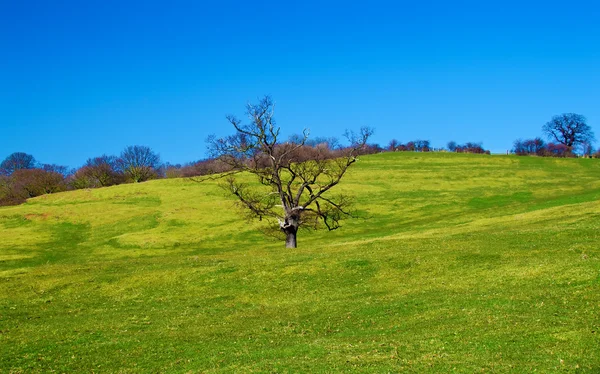 A naked tree in a beautiful green field — Stock Photo, Image