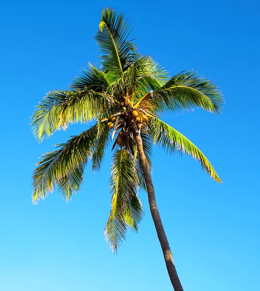Isolated palm tree over a blue sky Royalty Free Stock Photos
