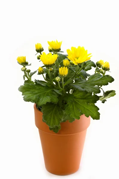 Žlutá chryzantéma v hliněném hrnci — Stock fotografie