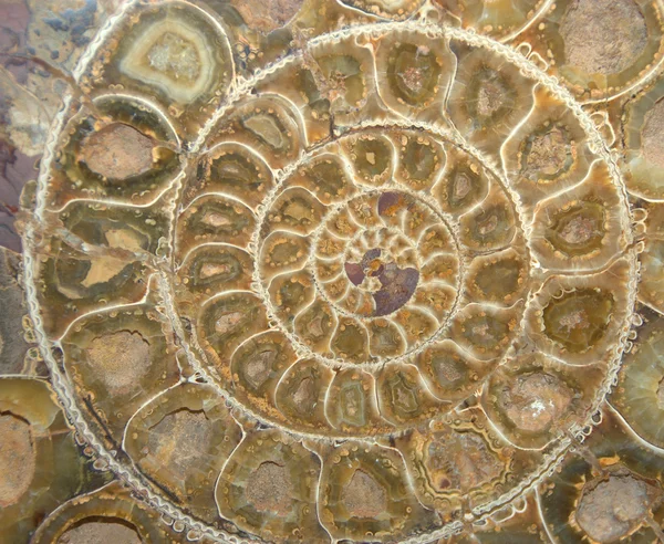 Coupe transversale des fossiles d'ammonite — Photo