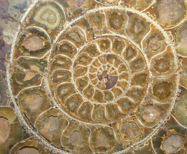 Sezione trasversale fossile di ammonite Foto Stock Royalty Free