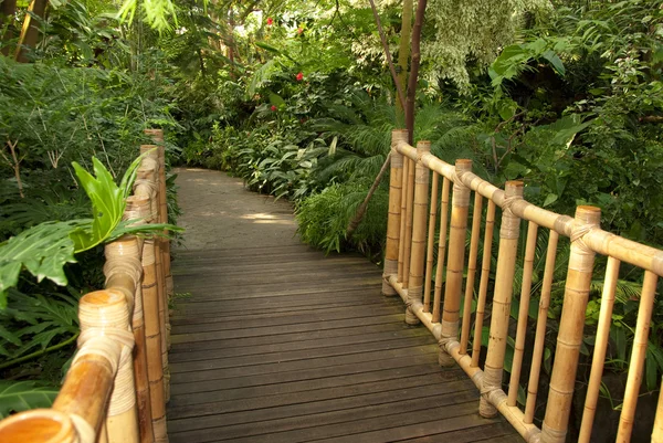 stock image Foot bridge leading to a tropical trail