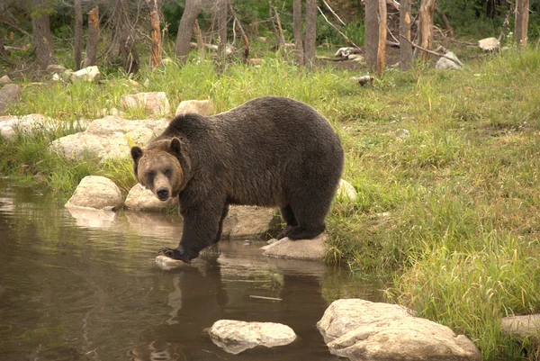 Medvěd grizzly Stock Snímky