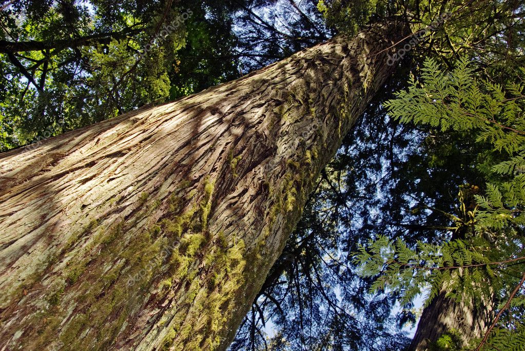 Árbol de cedro fotos de stock, imágenes de Árbol de cedro sin royalties |  Depositphotos