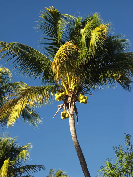 Kokosnussbaum im blauen Himmel — Stockfoto