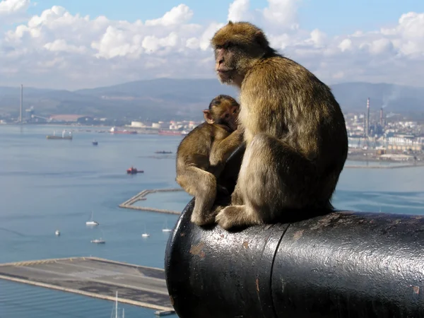 Barbary Apes in Gibralter — Stock Photo, Image