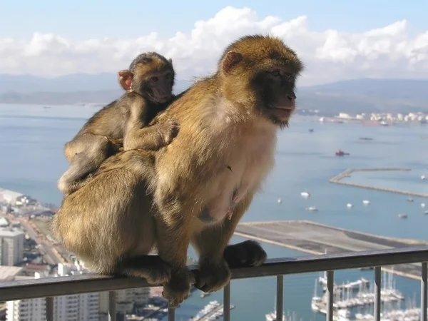 Barbary Apes in Gibraltar — Stock Photo, Image