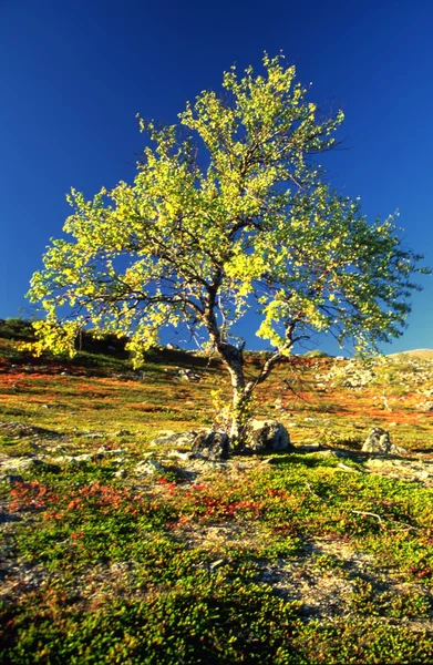 Birch in autumn — Stock Photo, Image