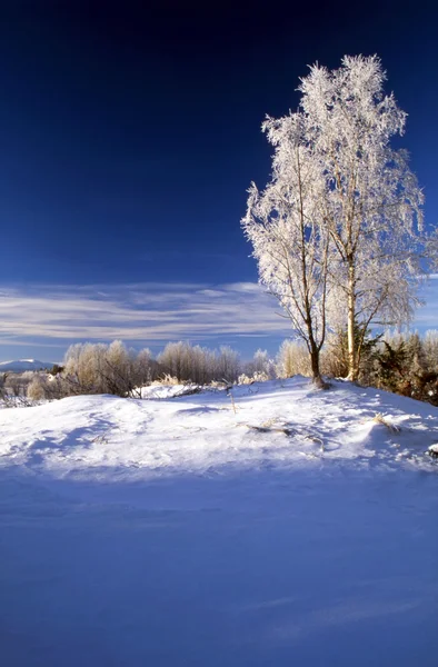 Niebieski zimowy dzień — Zdjęcie stockowe