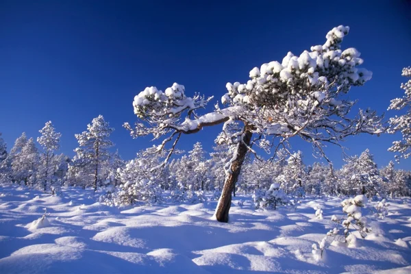 Śnieg drzewa w lesie — Zdjęcie stockowe