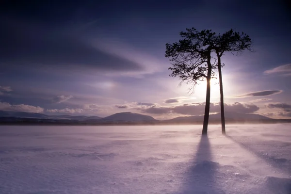 Пара деревьев в замёрзшем озере — стоковое фото
