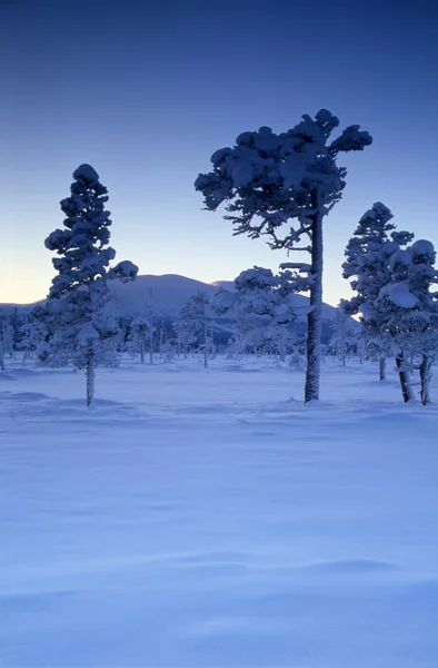 Snowy en vorst bomen — Stockfoto