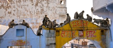 Monkeys in Jaipur, India. clipart