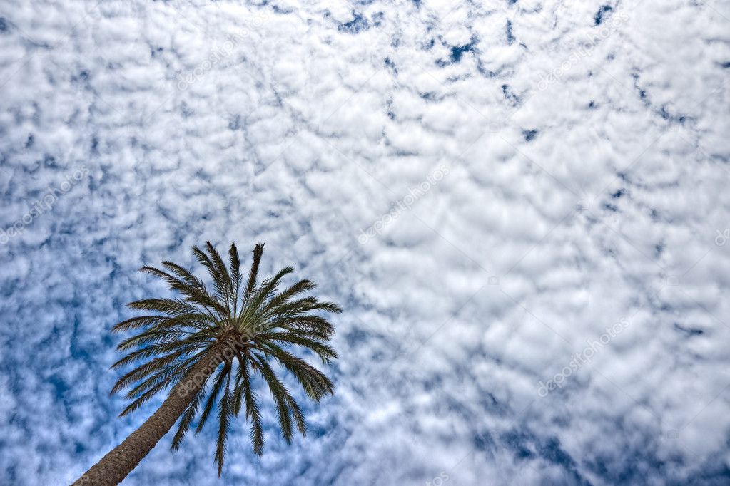 Palm and Dramatic Sky.