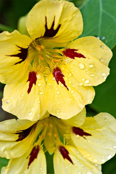 Flower with rain drop. — Stock Photo, Image