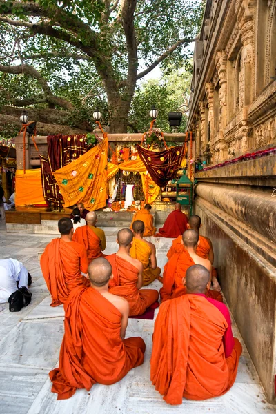 Monks praying under the bodhy-tree, Bodhgaya, In — Stock Photo, Image