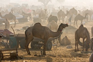 Pushkar, Hindistan.