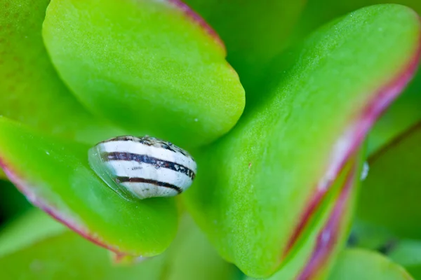 Stock image Snail on a Plant.