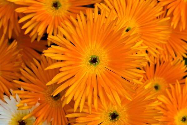 Orange Flowers — Stock Photo, Image