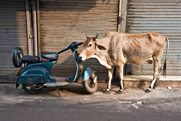 Cow and scooter, Old Delhi, India. — Stock Photo, Image