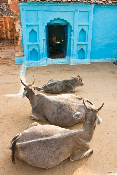 Drie koe in orcha, india. — Stockfoto