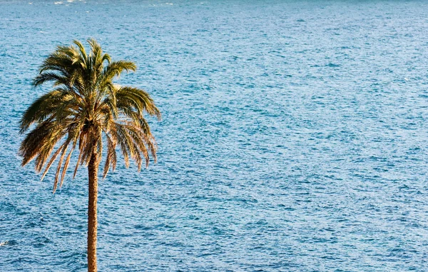 Palma con mar . — Foto de Stock