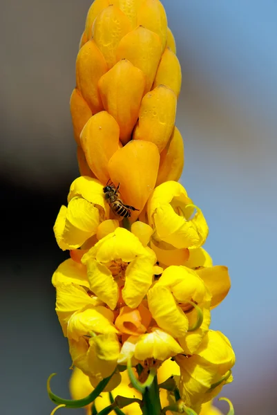 Vespa em uma flor — Fotografia de Stock