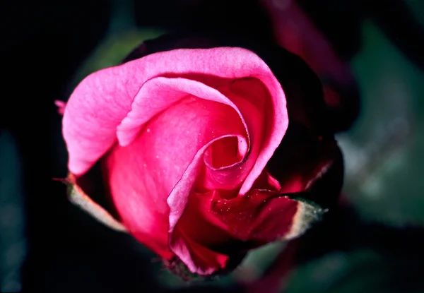 Rosa... . — Fotografia de Stock