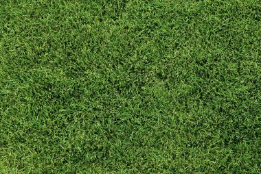 Lush Green Lawn clipart