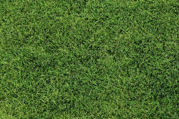 Zadbanego trawnika — Zdjęcie stockowe